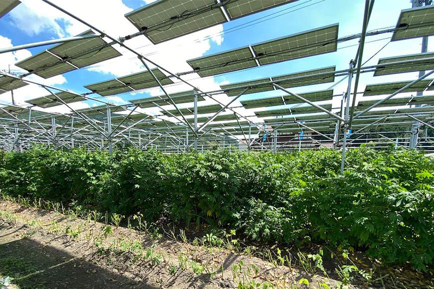 ときこばあちゃんの向原川之内 はぶ草茶 75g×3袋 茶葉 お茶 ハブ草茶 ノンカフェイン 国産 無農薬 広島 安芸高田市