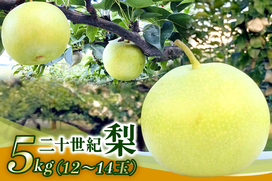 梨 2026年 先行予約 二十世紀梨 5kg 12〜14玉 果物 なし 広島県 安芸高田市