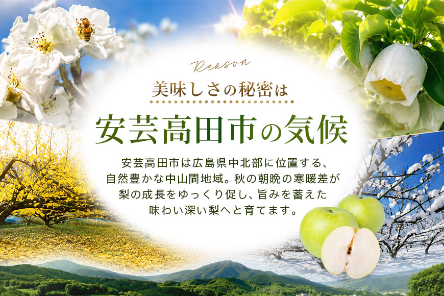 梨 2026年 先行予約 二十世紀梨 5kg 12〜14玉 果物 なし 広島県 安芸高田市