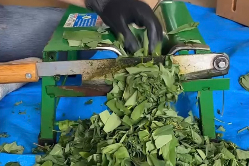 ときこばあちゃんの向原川之内 はぶ草茶 75g×5袋 茶葉 お茶 ハブ草茶 ノンカフェイン 国産 無農薬 広島 安芸高田市