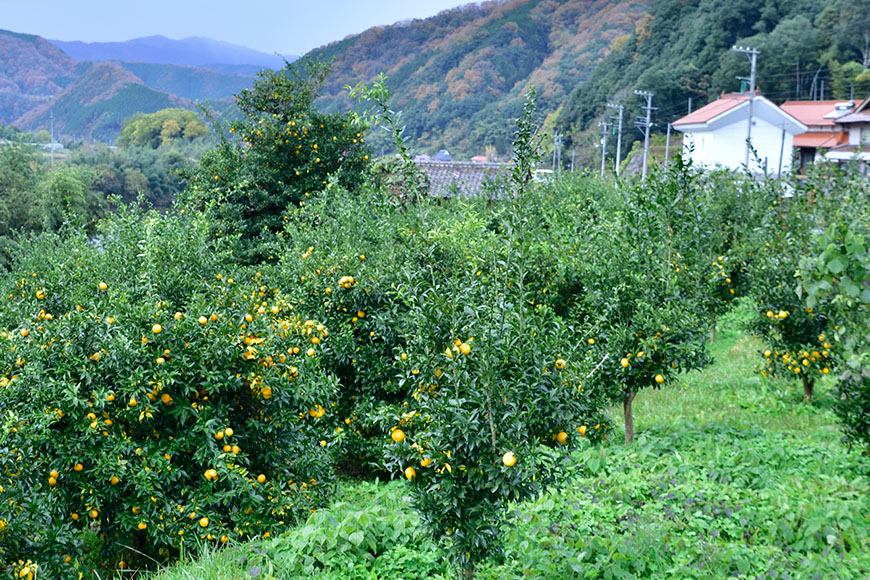 ゆず発泡酒 『MOTONARI』 お酒 地ビール 柚子 
