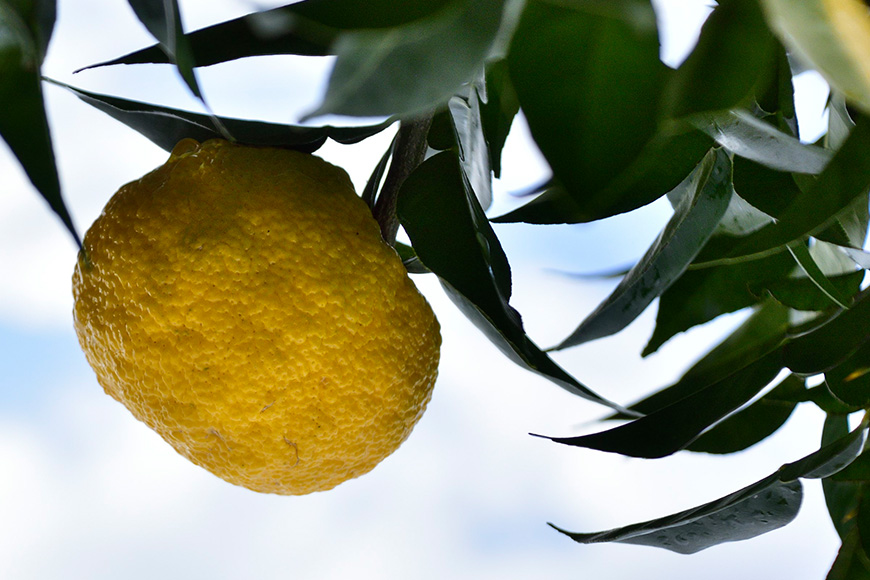 ゆず発泡酒 『MOTONARI』 お酒 地ビール 柚子 