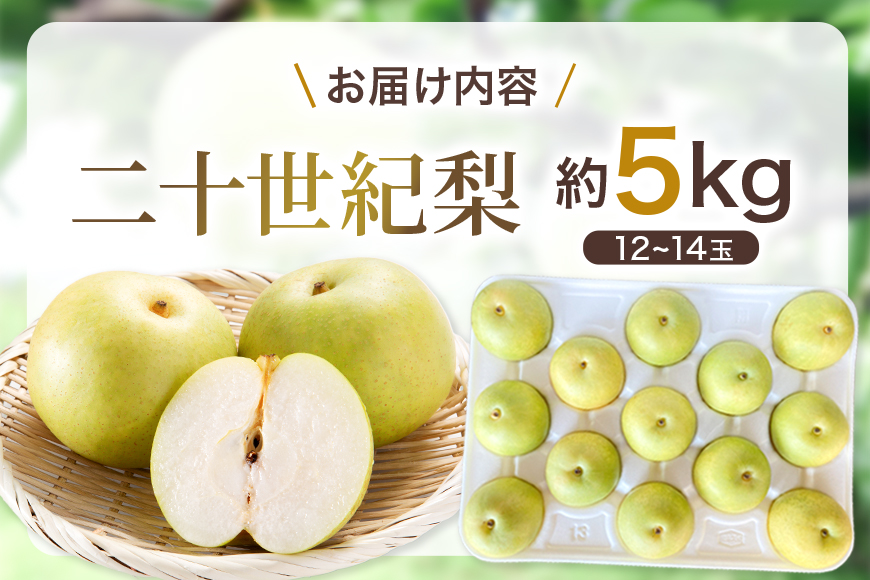 梨 2026年 先行予約 二十世紀梨 5kg 12〜14玉 果物 なし 広島県 安芸高田市