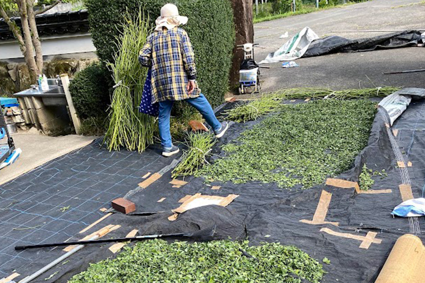 ときこばあちゃんの向原川之内 はぶ草茶 180g×1袋 茶葉 お茶 ハブ草茶 ノンカフェイン 国産 無農薬 広島 安芸高田市
