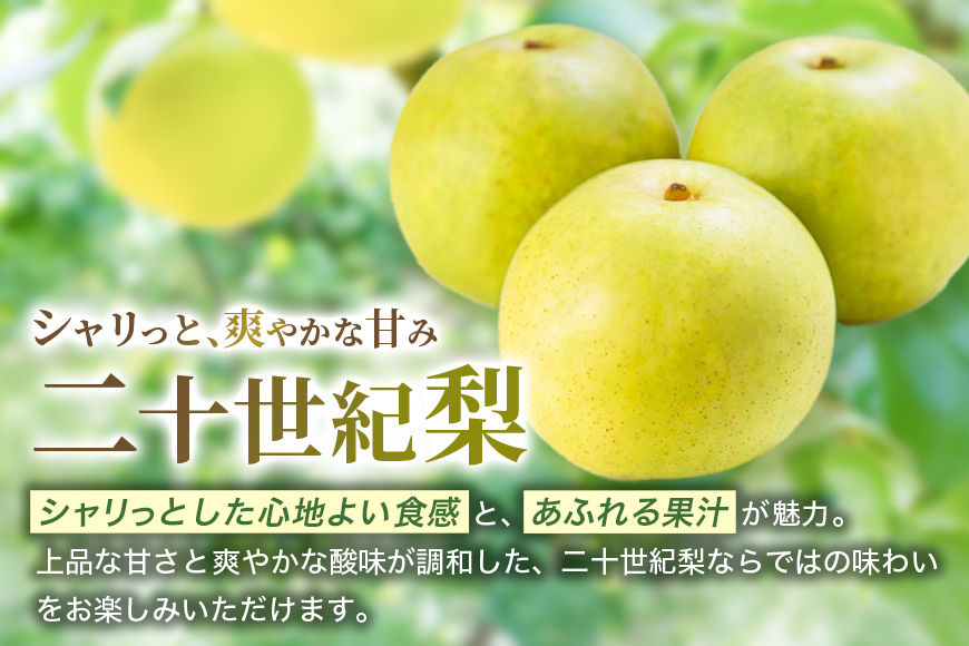 梨 2026年 先行予約 二十世紀梨 5kg 12〜14玉 果物 なし 広島県 安芸高田市
