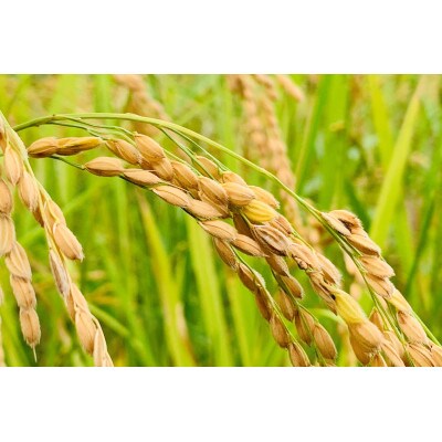 【令和7年産】コシヒカリ　白米5kg×2袋　計10kg【1441136】