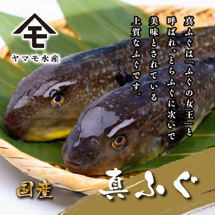【順次発送】 ふぐ 料理 満喫 セット 4〜5人前 冷凍 ( 鮮魚 魚介 フグ刺し マフグ 国産真ふぐ 本場 ふぐ刺し 河豚 てっさ ちり 切身 あら 鍋 海鮮鍋 低カロリー 高タンパク 低脂肪 コラーゲン ポン酢 もみじおろし 昆布 付き プレゼント ギフト お中元 お歳暮 記念日 ) 下関 山口 指定日可 ヤマモ水産