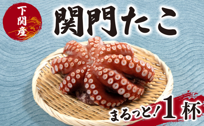 関門 たこ タコ 蛸 真だこ マダコ 1杯 1匹 刺身 冷凍 真空 便利 カルパッチョ アヒージョ たこ焼き 海鮮 魚介 鮮魚 お取り寄せ 産地直送 家庭用 下関 山口