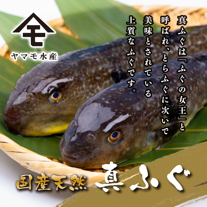 【お届け指定日必須】 ふぐまるごと満喫セット 4〜5人前 霜降り 刺身 150g 冷蔵 まふぐ 真ふぐ 鍋用切身 とらふぐ 身皮 唐揚げ 白子豆腐 煮ごこり 焼き ひれ てっさ てっちり 低カロリー 高タンパク 低脂肪 下関 山口 ヤマモ水産 TM02z