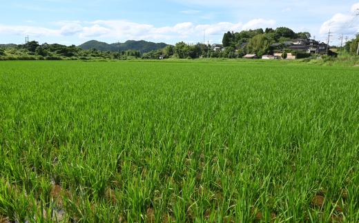 【先行予約／令和7年度新米】 コシヒカリ 5Kg ［玄米］［山口県宇部産］ 【令和7年度 新米 コシヒカリ 5Kg 玄米 山口県産 宇部産 地元米 農家直送 宇部市産 美味しい お米 寒暖差 霜降山麓 綺麗な水 高品質米 新鮮米 収穫直後 国産米 ご飯 炊き立て 美味しさ長持ち】