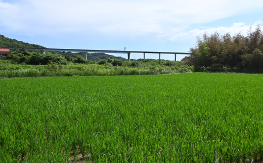 【先行予約／令和7年度新米】 ひとめぼれ 5Kg ［玄米］［山口県宇部産］ 【令和7年度 新米 ひとめぼれ 5Kg 玄米 山口県産 宇部産 地元米 農家直送 宇部市産 美味しい お米 寒暖差 霜降山麓 綺麗な水 高品質米 新鮮米 収穫直後 国産米 ご飯 炊き立て 美味しさ長持ち】