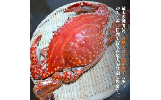 ワタリガニ 冷蔵 ワタリガニ メス 2杯 (約1kg)