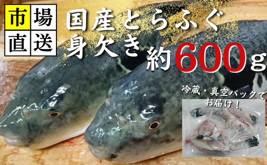 【北海道・東北・沖縄・離島配送不可／着日指定必須】市場直送！ふぐ 身欠き 1匹分 600g前後