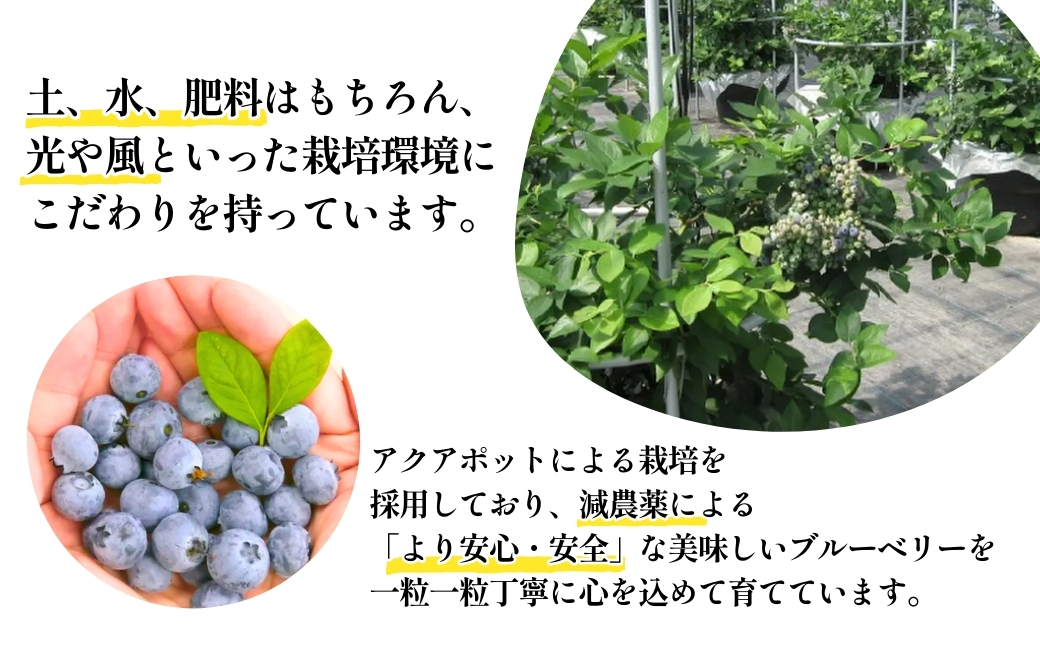 完熟 冷凍 ブルーベリー1kg（500g×2）