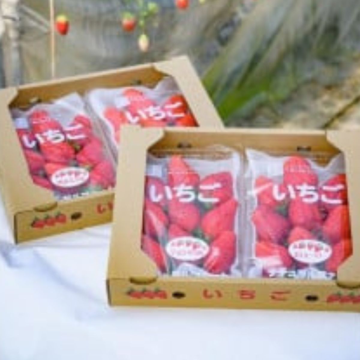 【先行予約】いちご４品種食べ比べ　300ｇ×4パック