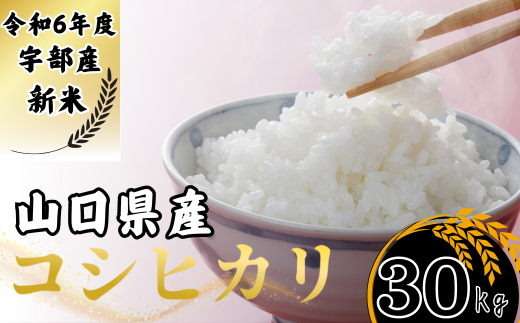 【先行予約／令和6年度新米】 コシヒカリ 30Kg ［精米］［山口県宇部産］ 【令和6年度 新米 コシヒカリ 30Kg 精米 山口県産 宇部産 地元米 農家直送 宇部市産 美味しい お米 寒暖差 霜降山麓 綺麗な水 高品質米 新鮮米 収穫直後 国産米 ご飯 炊き立て 美味しさ長持ち】