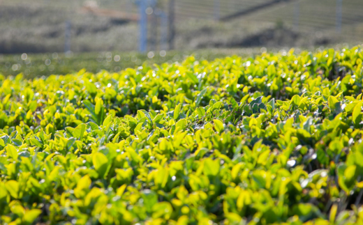 ãæ ªåŒäŒç€Ÿ å±±å£è¶æ¥ãå¥åº·è¶ã13çš®ç³æžè¶ã5gÃ60P ãã£ãŒããã¯