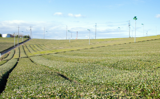 ãæ ªåŒäŒç€Ÿ å±±å£è¶æ¥ãå¥åº·è¶ã13çš®ç³æžè¶ã5gÃ60P ãã£ãŒããã¯