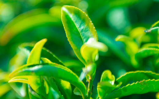 ãæ ªåŒäŒç€Ÿ å±±å£è¶æ¥ãå¥åº·è¶ã13çš®ç³æžè¶ã5gÃ60P ãã£ãŒããã¯