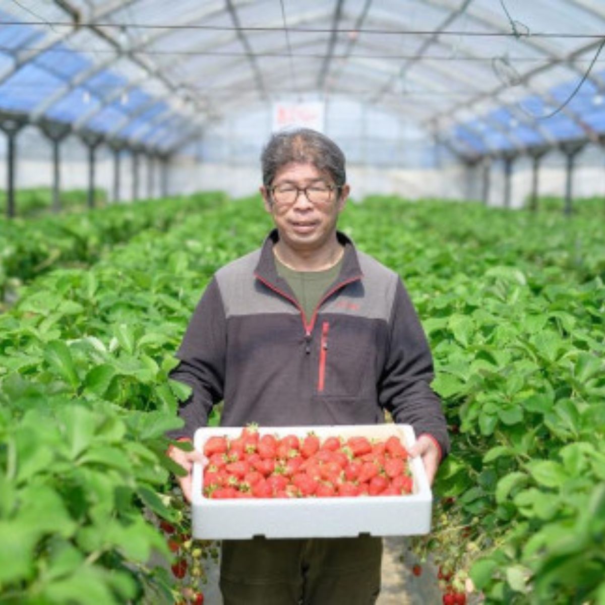 【先行予約】いちご４品種食べ比べ　300ｇ×4パック