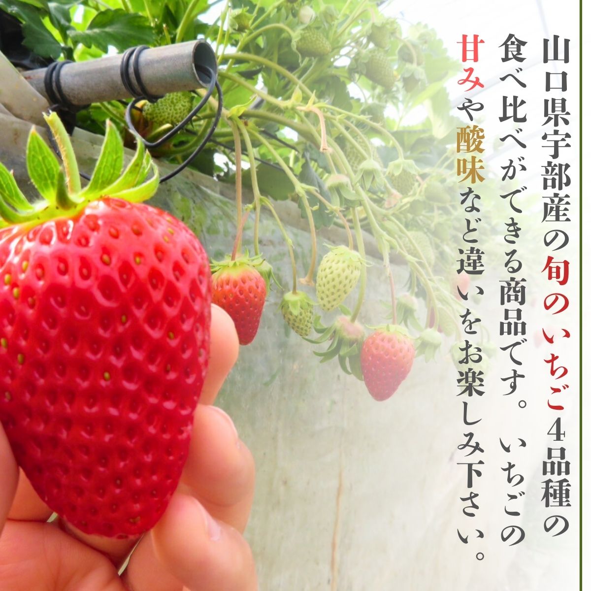 【先行予約】いちご４品種食べ比べ　300ｇ×4パック