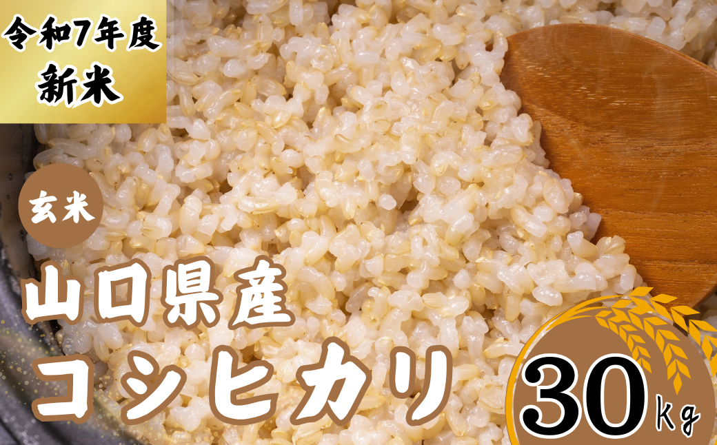 【先行予約／令和7年度新米】 コシヒカリ 30Kg ［玄米］［山口県宇部産］ 【令和7年度 新米 コシヒカリ 30Kg 玄米 山口県産 宇部産 地元米 農家直送 宇部市産 美味しい お米 寒暖差 霜降山麓 綺麗な水 高品質米 新鮮米 収穫直後 国産米 ご飯 炊き立て 美味しさ長持ち】