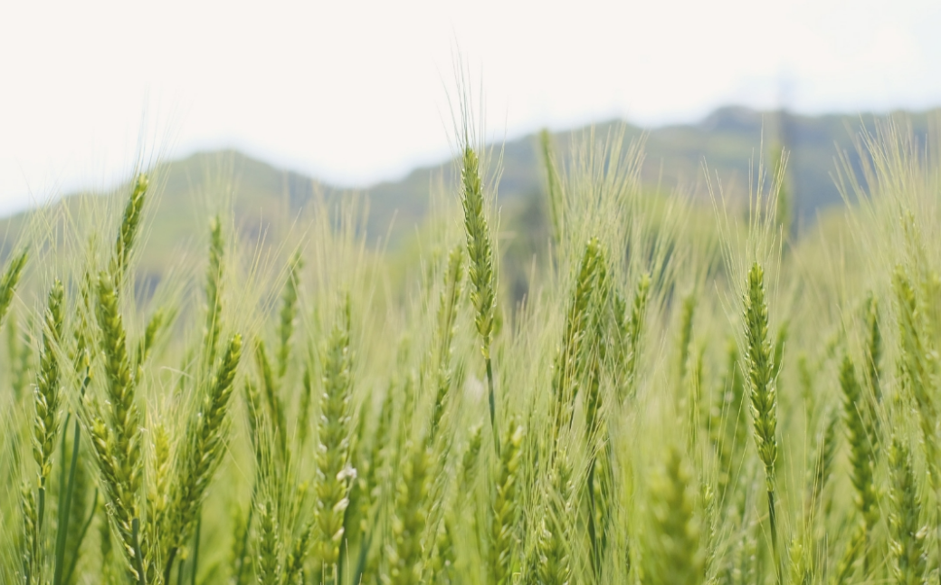 令和7年産 宇部市小野 大山産米 玄米20kg | 玄米 20kg 健康 ビタミン 豊富 食生活 ダイエット コシヒカリ 湧水 大山米 米 ご飯 おにぎり お弁当 水 令和6年産 山口県 宇部市