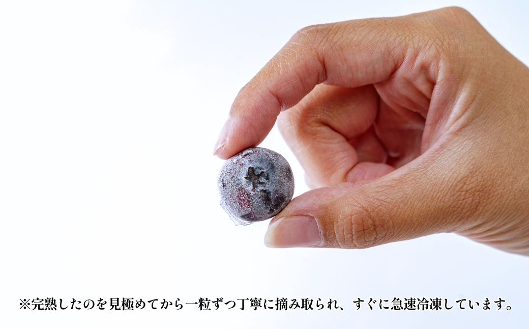 完熟 冷凍 ブルーベリー1kg（500g×2）