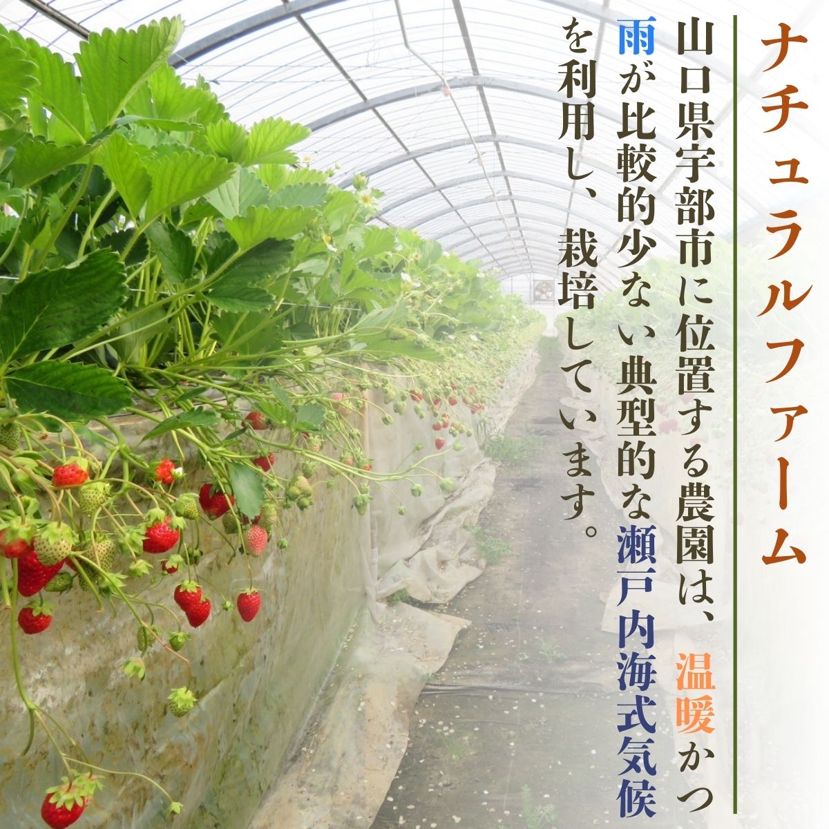 【先行予約】いちご４品種食べ比べ　300ｇ×4パック