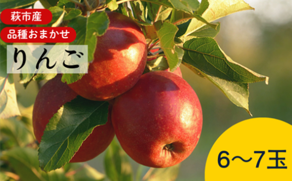 リンゴ 詰め合わせ 萩りんご 萩産 季節の品種  約6〜7玉