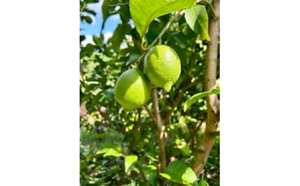 閾ェ辟カ霎イ繝ャ繝「繝ウ 2kg