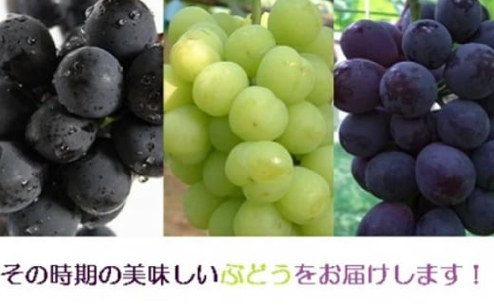 小川ぶどう セット (萩産)  500g