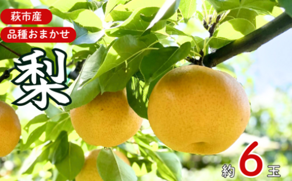 梨 詰め合わせ 先行予約 約6玉 小川梨 季節の品種 萩産
