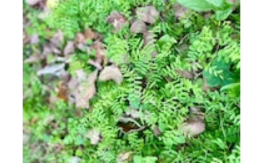 閾ェ辟カ霎イ繝ャ繝「繝ウ 2kg