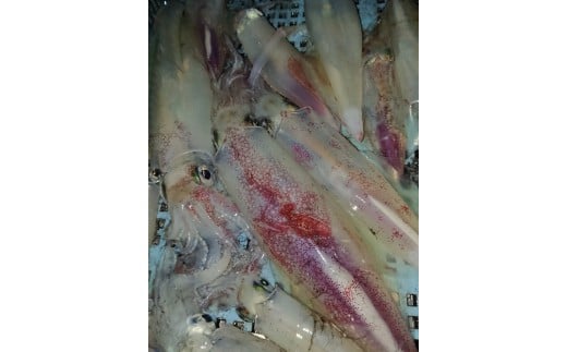 一本釣り 剣先いかのするめ 天日干し 約130g