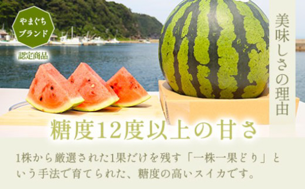 繧ケ繧、繧ォ 10kg莉・荳 關ゥ繝サ螟上ョ驫伜刀 逶ク蟲カ 隘ソ逑 遘蜩 螟ァ邇峨☆縺縺 繝輔Ν繝シ繝 譫懃黄 譫懃黄鬘 雍育ュ泌刀 繧ョ繝輔ヨ