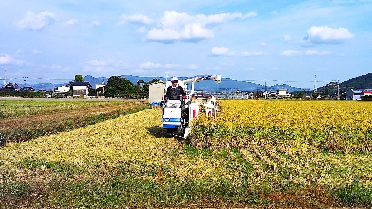 栽培期間中農薬・肥料不使用で作った朝日米 玄米10kg 粟屋農場 山口県 防府市 D-D01 玄米 朝日米 10kg 栽培期間中農薬不使用 肥料不使用 無農薬 自然栽培 在来種 希少米 佐波川