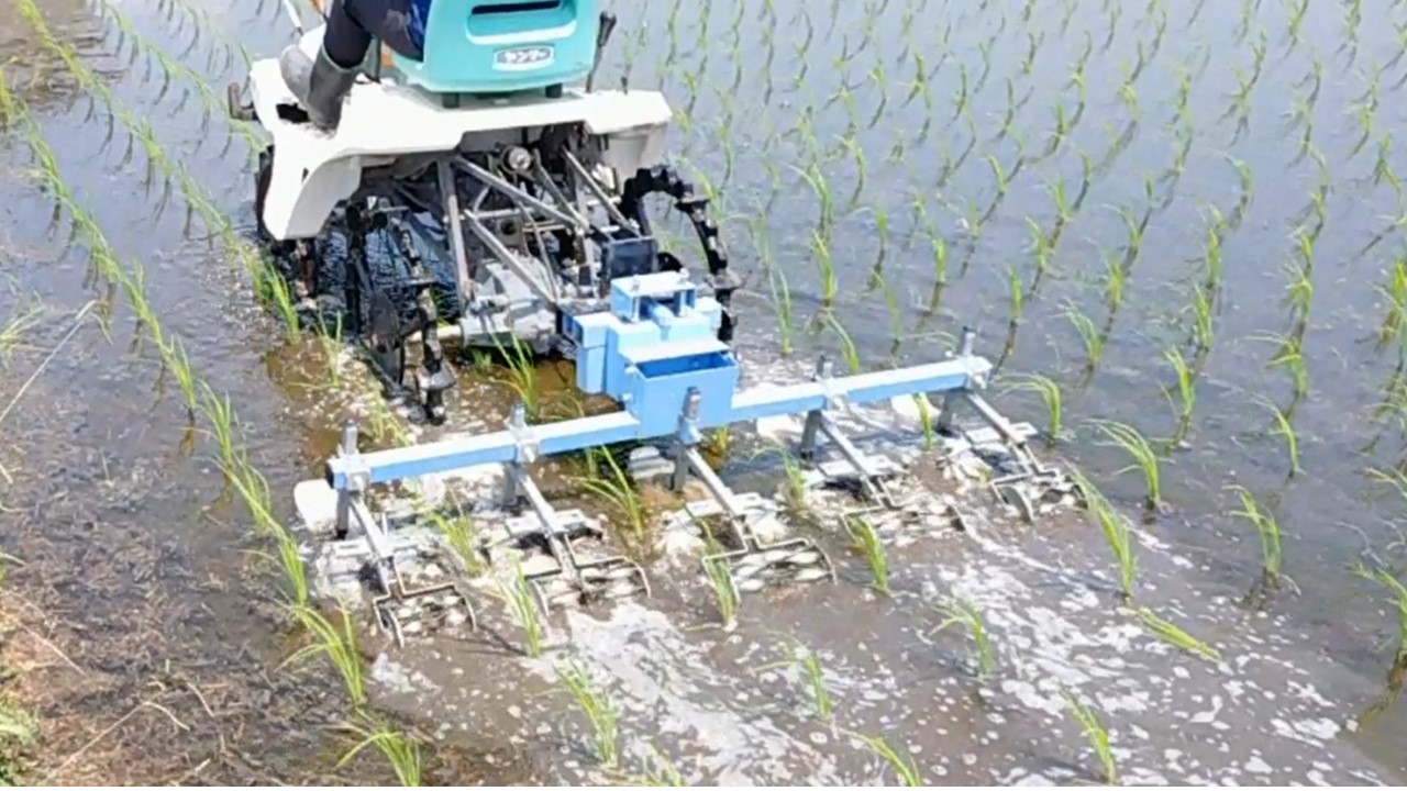 栽培期間中農薬・肥料不使用で作った朝日米 玄米10kg 粟屋農場 山口県 防府市 D-D01 玄米 朝日米 10kg 栽培期間中農薬不使用 肥料不使用 無農薬 自然栽培 在来種 希少米 佐波川