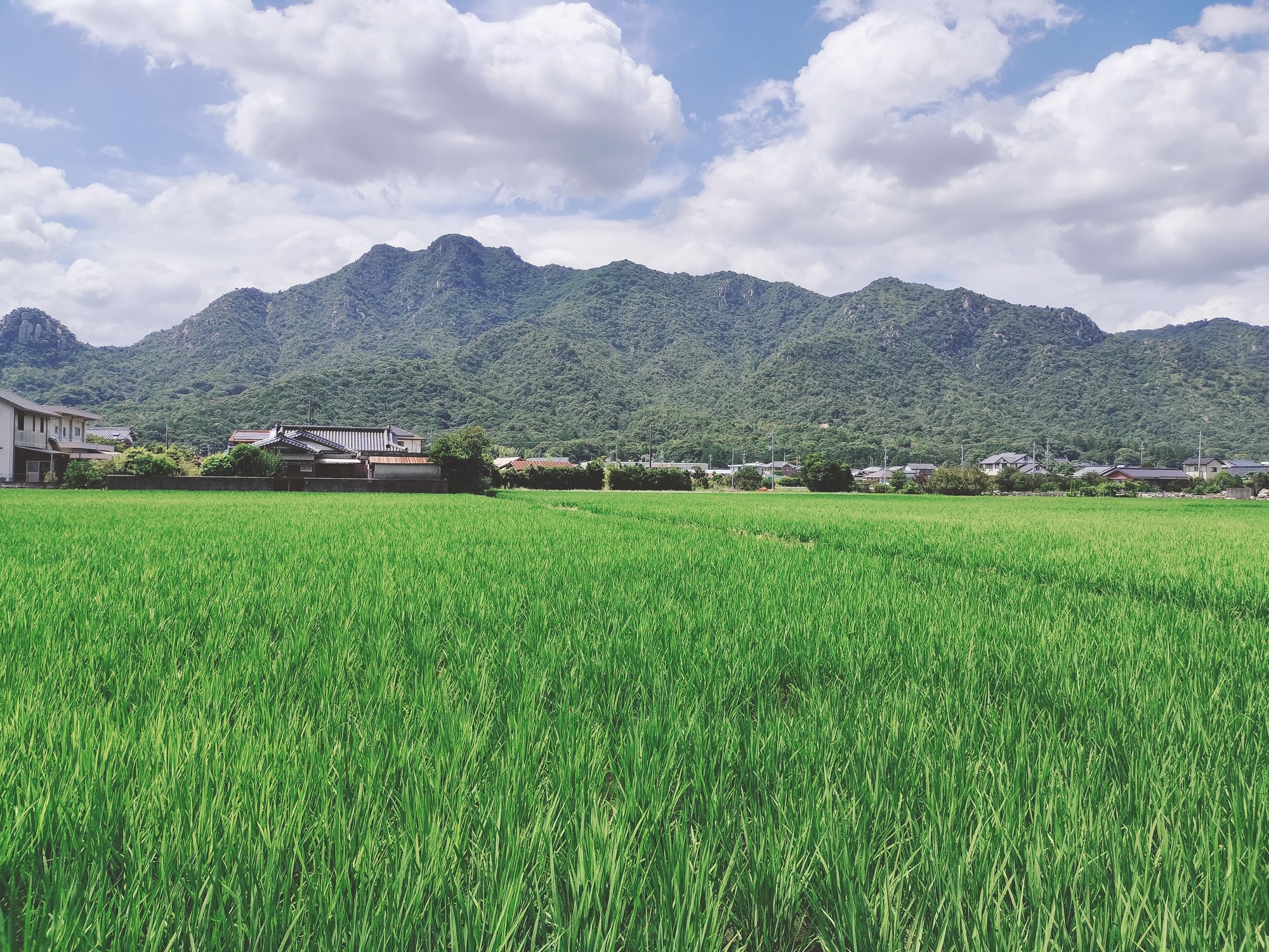 栽培期間中農薬・肥料不使用で作った朝日米 精米5kg 粟屋農場 山口県 防府市 B-B04 精米 朝日米 5kg 栽培期間中農薬不使用 肥料不使用 無農薬 自然栽培 在来種 希少米 佐波川