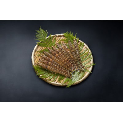 【山口県防府市向島産】2L〜3Lサイズ吟醸海老活き500g(10〜14尾前後)【配送不可地域：離島・北海道・沖縄県】【1375338】