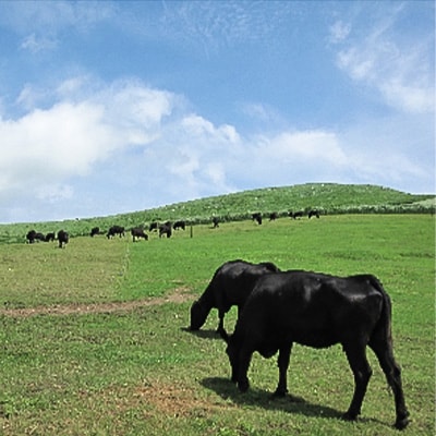 山口県産　秋吉台高原牛リブロース焼肉500g【配送不可地域：離島】【1444666】