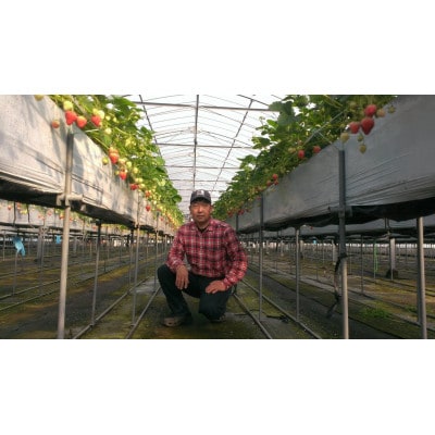 いちご味くらべ　おまかせセット(各パック240g×2(2種類以上))【配送不可地域：離島】【1588404】