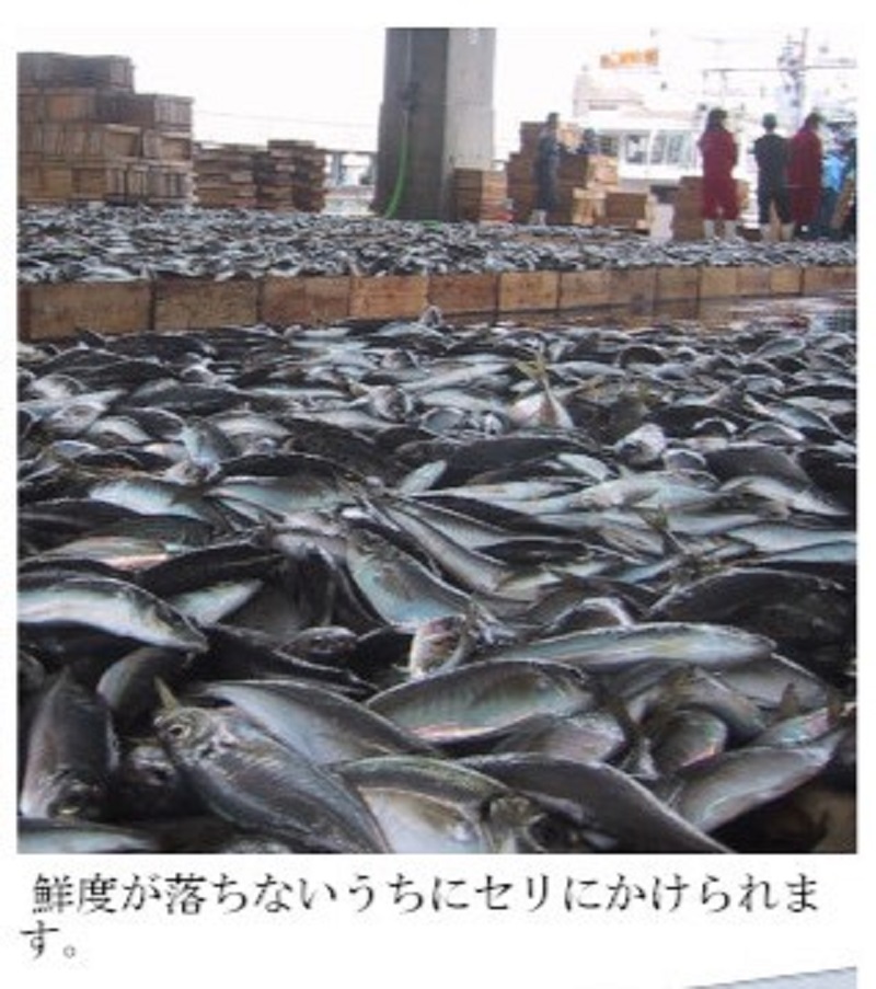 (10005)干物 山口県産 干物セット アジ開き カレイ 連子鯛 釜揚げちりめん のどぐろ 詰合せ 新鮮