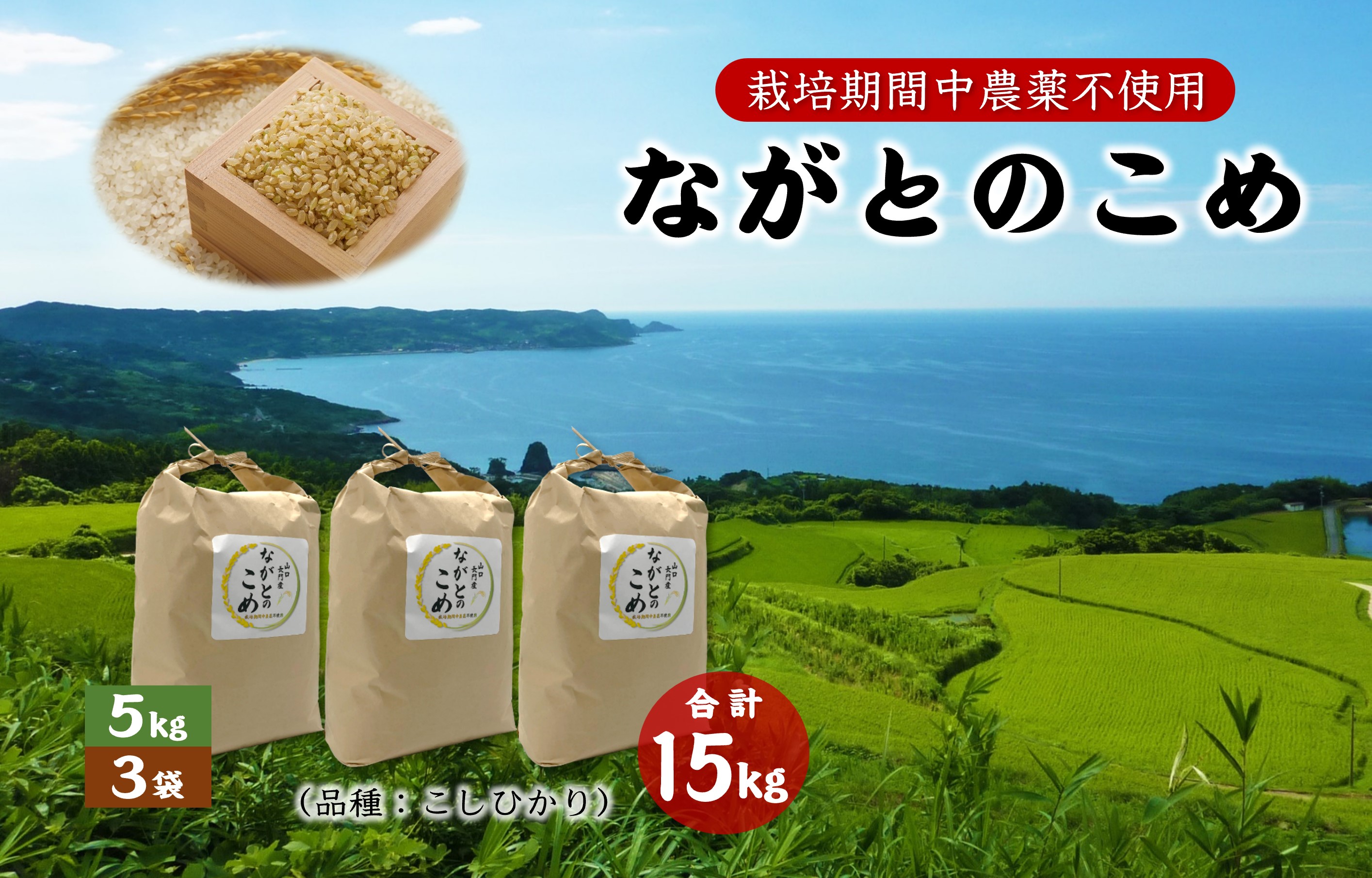 (1366)ながとのこめ こしひかり 玄米 5kg×3袋 合計15kg コシヒカリ 長門市 