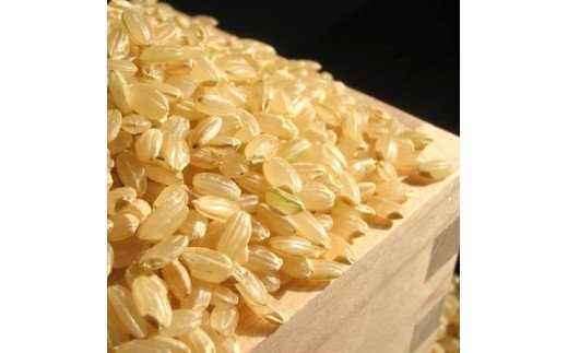 (1233)【令和6年度産先行予約】お米 玄米 こしひかり 10kg「ごりやく米」 コシヒカリ