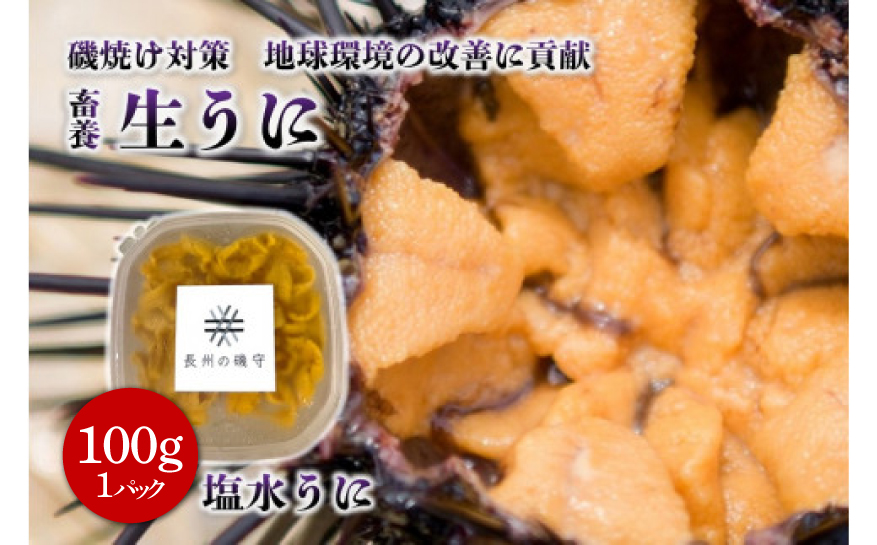 (12020)塩水ウニ 100g 生うに 雲丹 長門市 ムラサキウニ