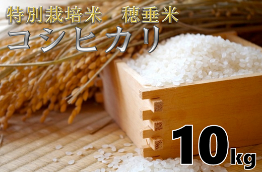 (1263)米　精米　白米　特別栽培米　穂垂米　「コシヒカリ」　10kg　【令和3年産】
