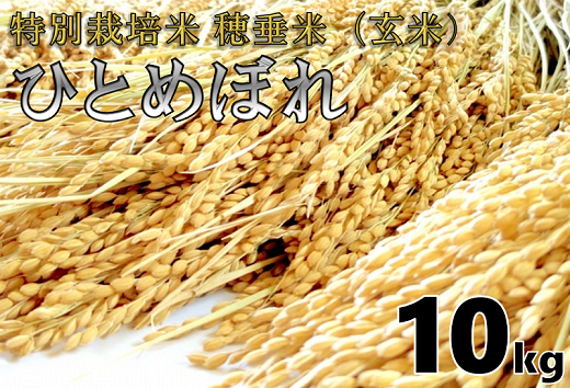 (1266)米　玄米　特別栽培米　穂垂米　「ひとめぼれ」　10kg　【令和3年産】