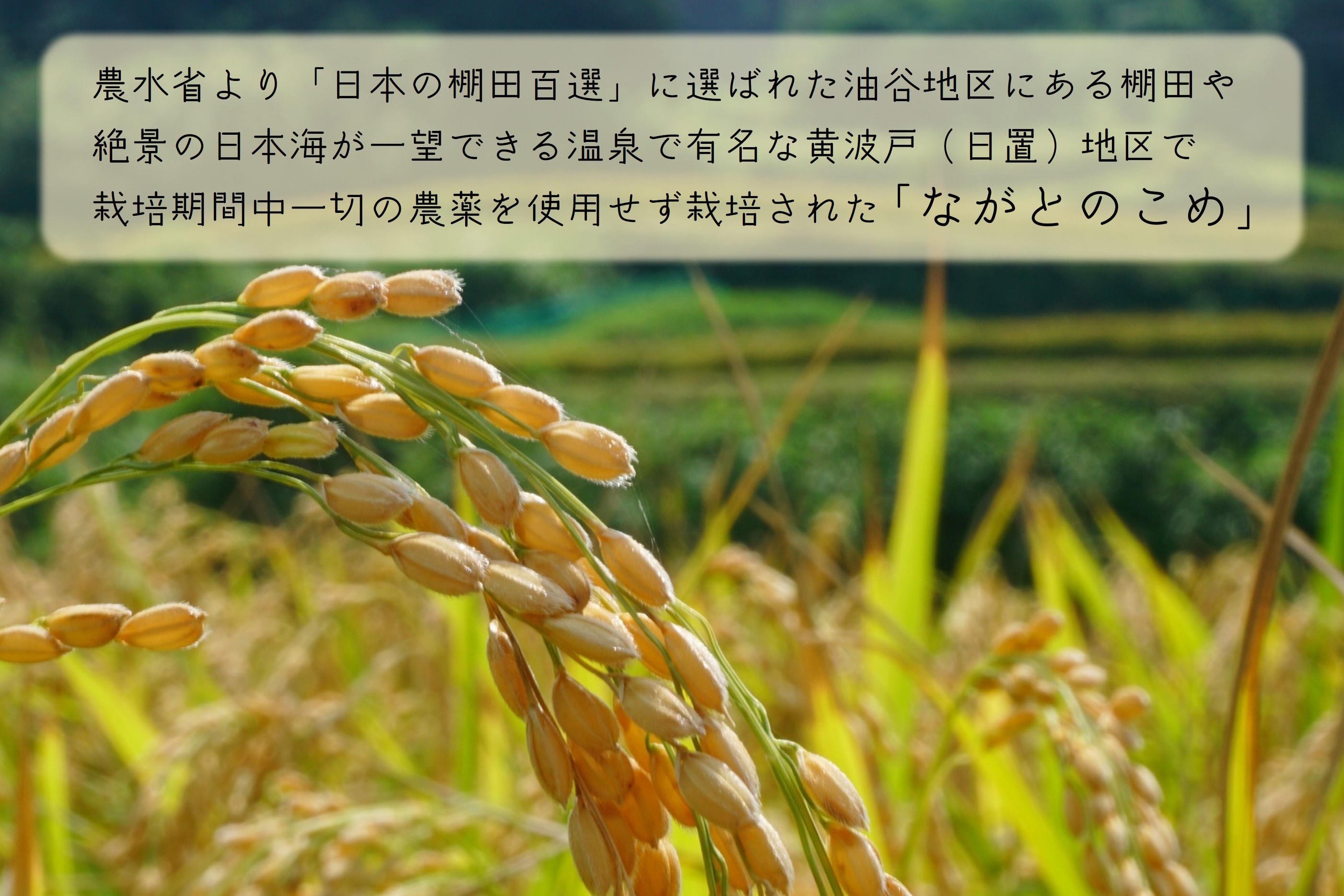 (10053)ながとのこめ こしひかり 白米 1㎏×5袋 合計5㎏ コシヒカリ 小分け 精米 長門市 