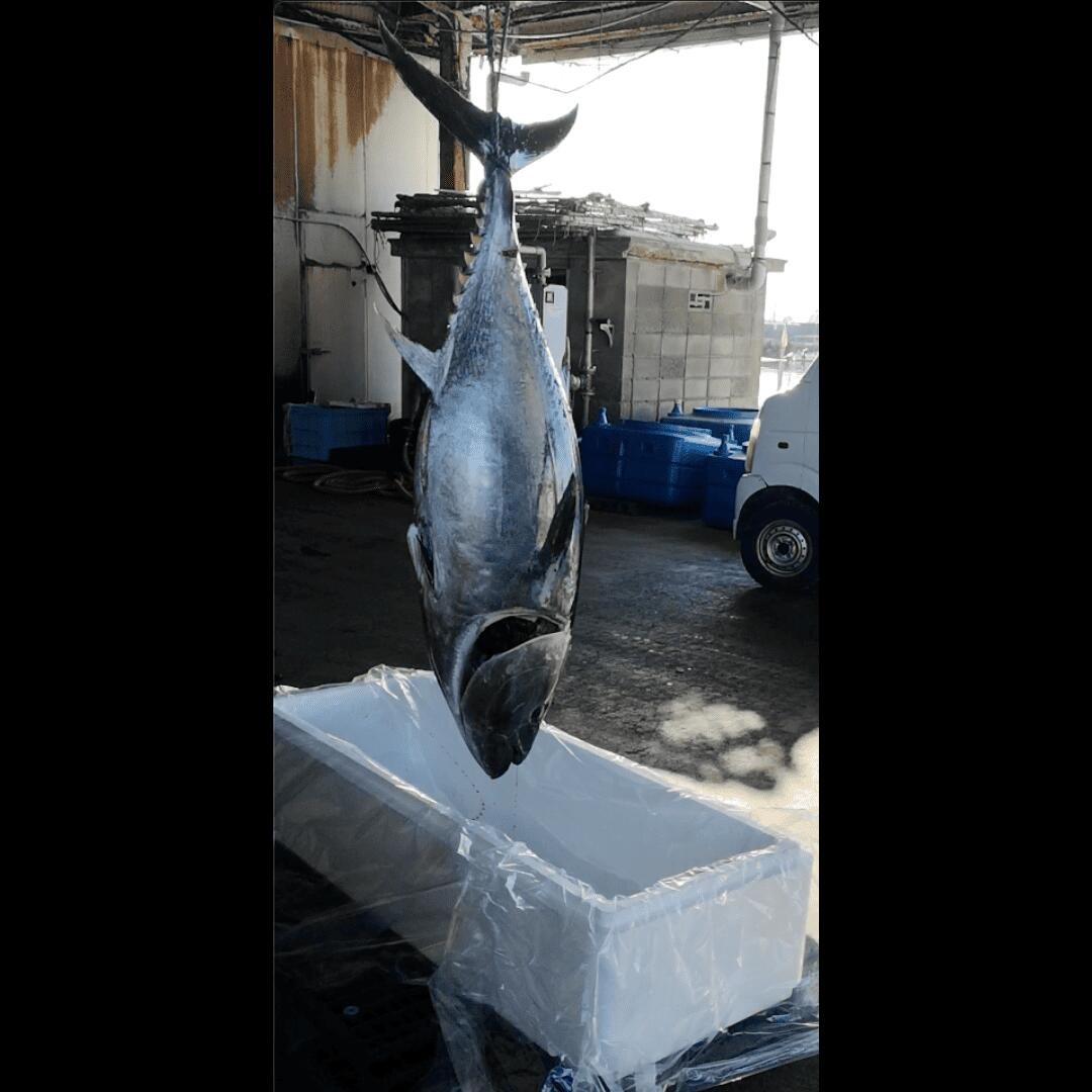 (1095)ãã°ã æ¬ãã°ã ãŸãã 鮪 å±±å£ç é·éåž æ²¹è°·ç£ åžå° 逿® 赀身 èµ€èº«æµ ïŒïŒïŒg èä¹ãæçŸ€ ãšããã å·å æµ ã®ãã èŽç ãæ£æ